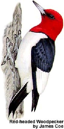 Red-headed Woodpecker