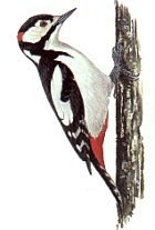 Hairy Woodpecker