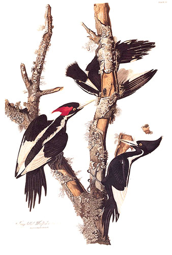 Ivory-billed Woodpecker